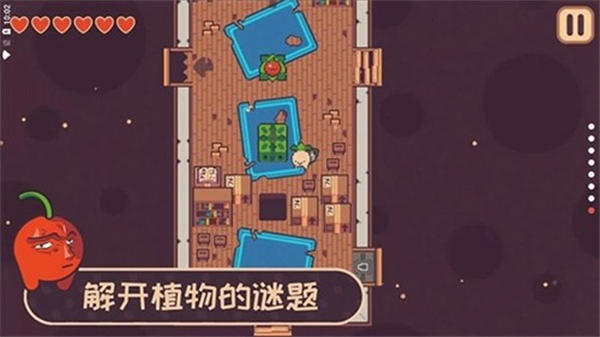 大头菜小子