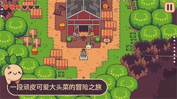 大头菜小子