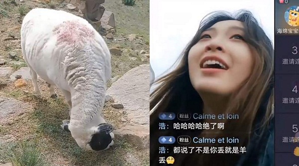 网红女大学生暑假放羊把自己和羊放丢，自爆等羊吃草睡着了！