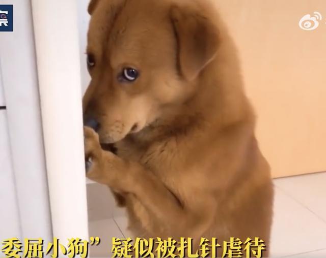 网红“委屈小狗”主人被质疑虐狗，再度回应：“恶意抹黑，清者自清！”