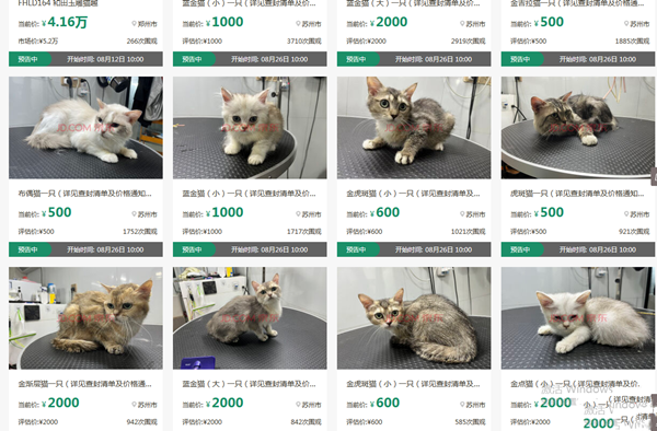 网红男子欠债不还12只猫咪被拍卖抵债！法官：首次法拍宠物！
