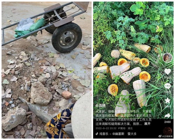 网红女子投资百万种南瓜遭村民频繁偷窃，直言：“被抓就以死相威胁”！