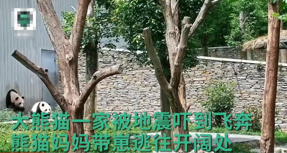 地震瞬间熊猫妈妈携幼崽室外避险，网友：感知能力远超人类！
