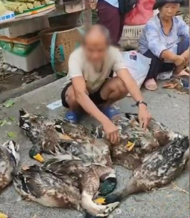 八旬老人赶集卖的鸭被闷死，暖心路人纷纷买下为其减少损失！