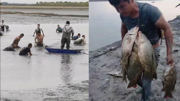 水位大降万人抓鱼场面壮观！坐在水里不动都有鱼围着转！