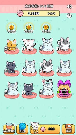 我的小猫
