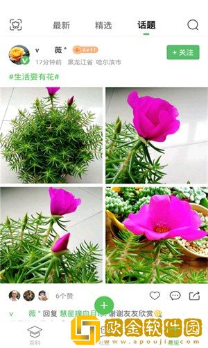 菠菜