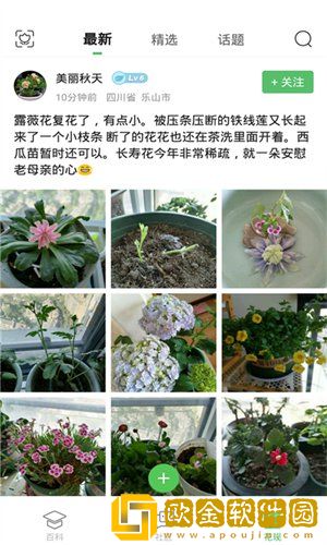 菠菜