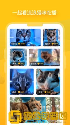 哈啰街猫手机版