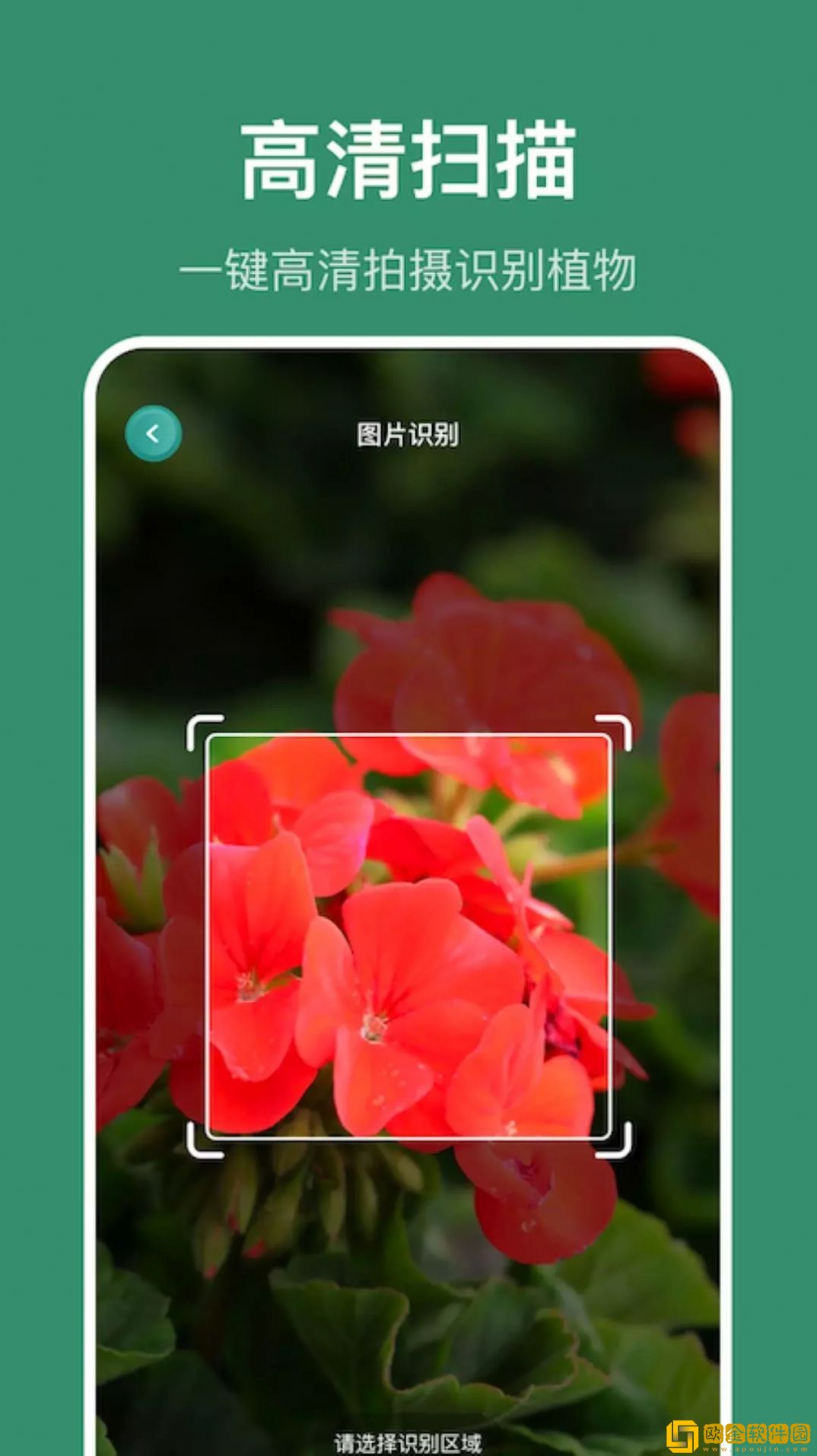 小黄养花