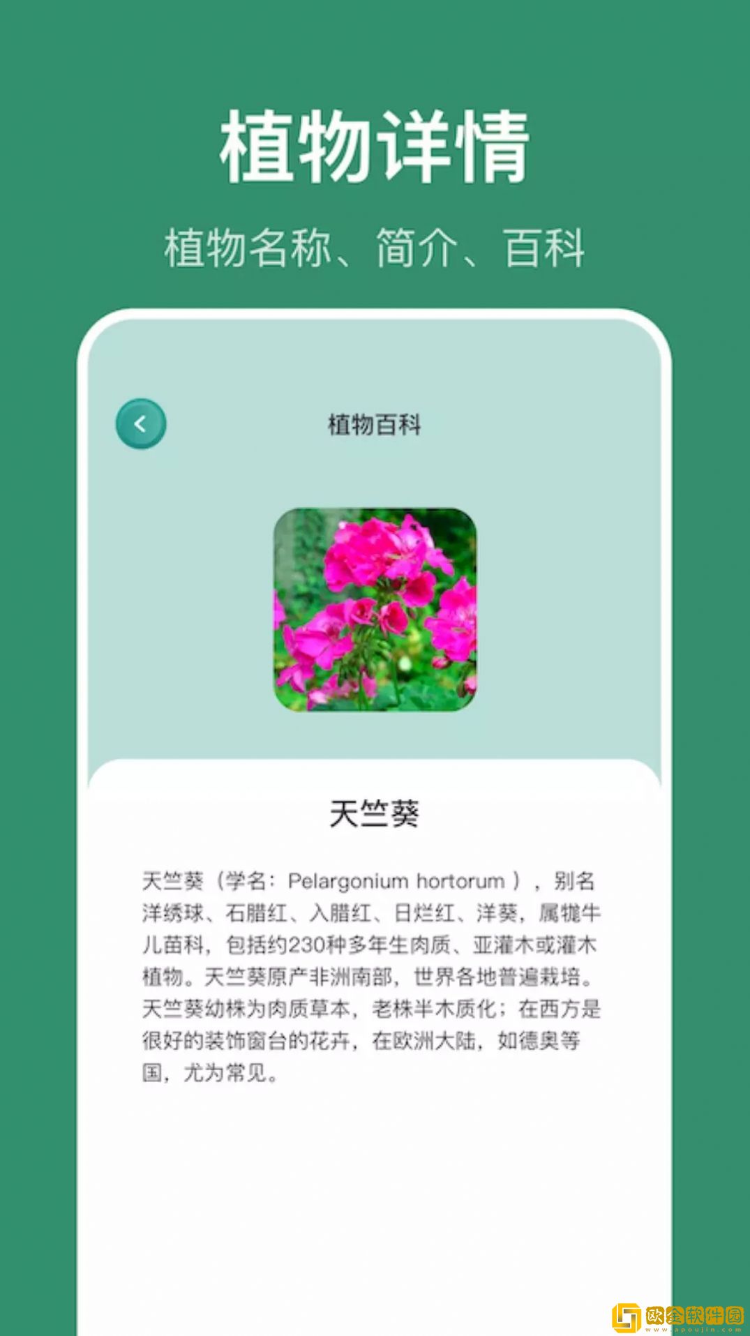 小黄养花