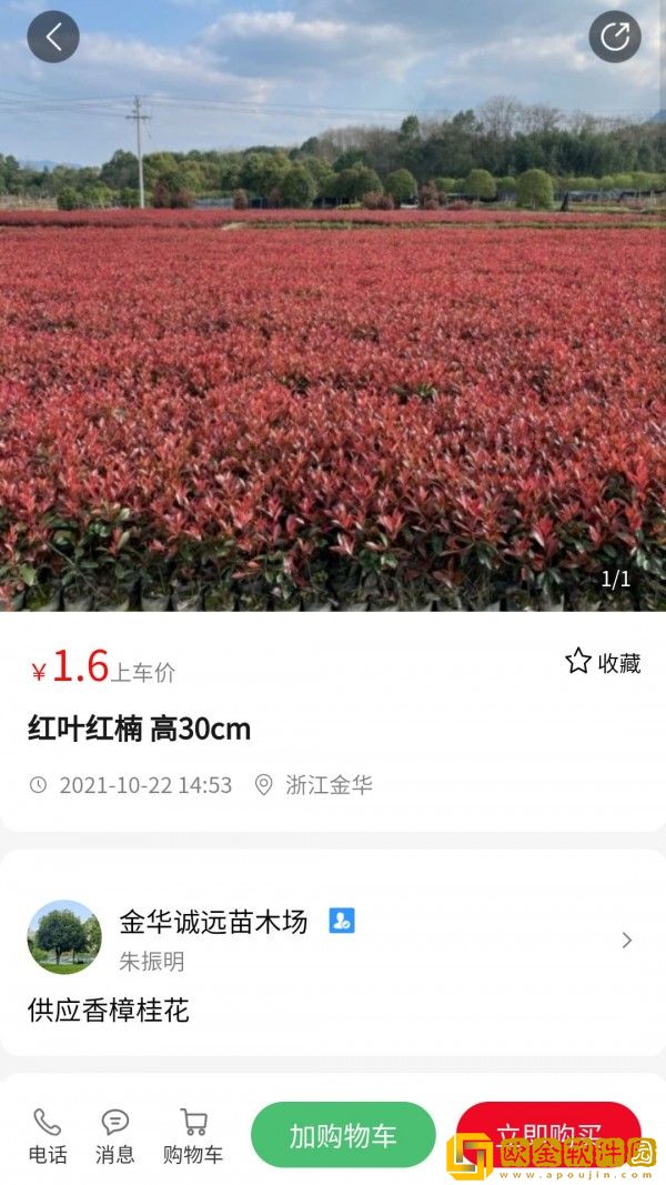 苗青青