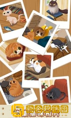 猫咪慵懒的日常
