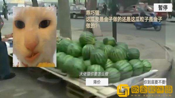 猫猫惊魂夜