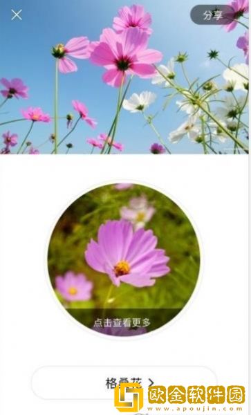 识花大师
