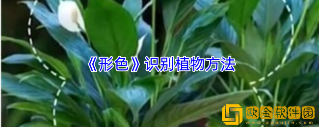 形色app怎么识别植物-识别植物方法